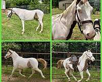 red-roan-medicine-hat-paint-horse