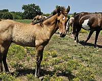 star-snip-left-hind-horse