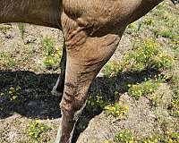 dun-star-snip-left-hind-horse