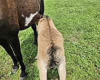 bay-dun-tennessee-walking-horse