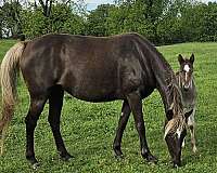 blaze-horse
