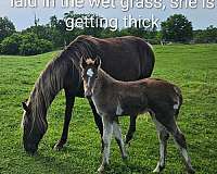 silver-dapple-filly