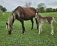 chocolate-blaze-horse