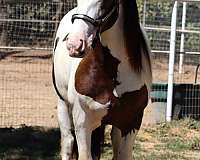 all-around-gypsy-vanner-horse