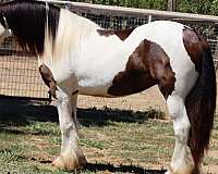 tovero-horse