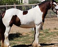 black-tovero-horse