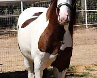 athletic-gypsy-vanner-horse