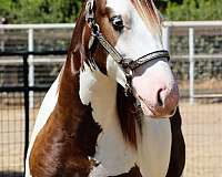 champion-gypsy-vanner-horse