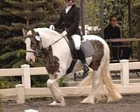 black-gypsy-vanner-mare