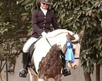 show-experience-gypsy-vanner-horse