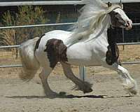 show-winner-gypsy-vanner-horse
