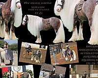 black-athletic-horse