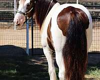 halter-gypsy-vanner-horse
