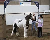 homozygous-black-gypsy-vanner-horse