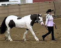 show-gypsy-vanner-horse