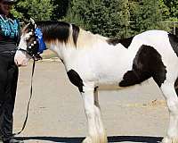 black-all-around-horse