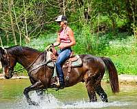 all-around-quarter-horse