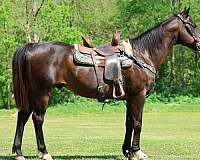 athletic-quarter-horse