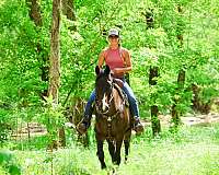 drill-team-quarter-horse