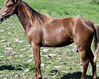silver-dapple-missouri-fox-trotter-horse