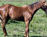 broodmare-prospect-missouri-fox-trotter-horse