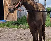 chocolate-missouri-fox-trotter-filly