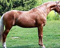 star-socks-tested-sabino-horse