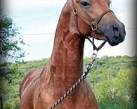 palomino-star-socks-tested-sabino-horse