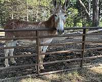 sorrel-breeding-stallion-donkey