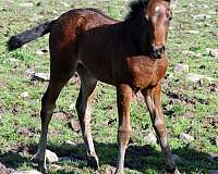 dark-bay-missouri-fox-trotter-horse