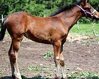 bright-light-missouri-fox-trotter-horse