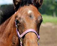bright-light-horse
