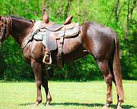 all-around-quarter-horse