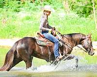 athletic-quarter-horse