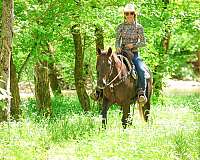 beginner-quarter-horse