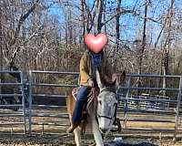 donkey