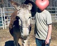 donkey-for-sale