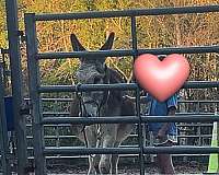 donkey-gelding