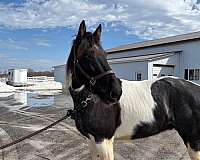 blue-roanwhite-tobiano-horse