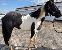 blue-roan-roanwhite-tobiano-horse