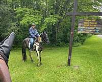 blue-roanwhite-tobiano