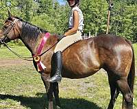athletic-thoroughbred-horse