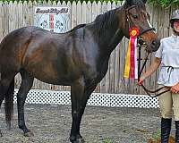 champion-thoroughbred-horse