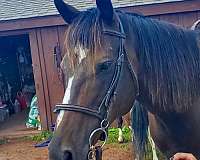 english-pleasure-thoroughbred-horse