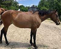 bay-beginner-horse