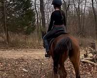 bay-gaited-horse