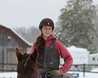 bay-trail-horse
