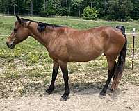 bay-companion-horse
