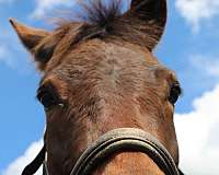 bay-trail-riding-horse