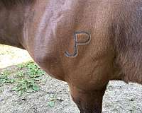 bay-youth-horse